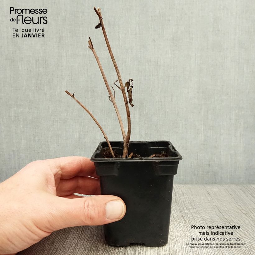 Amostra de Basilic vivace Magic Mountain en plants  Vaso de 7/8 cm tal como entregue no inverno