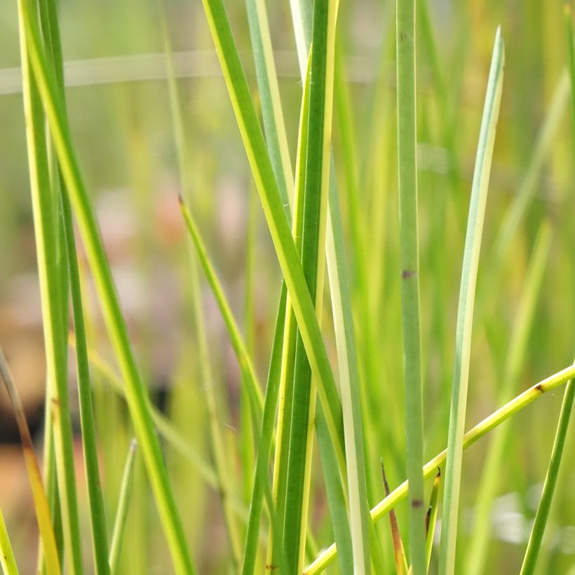 Baumea rubiginosa (Folhagem)