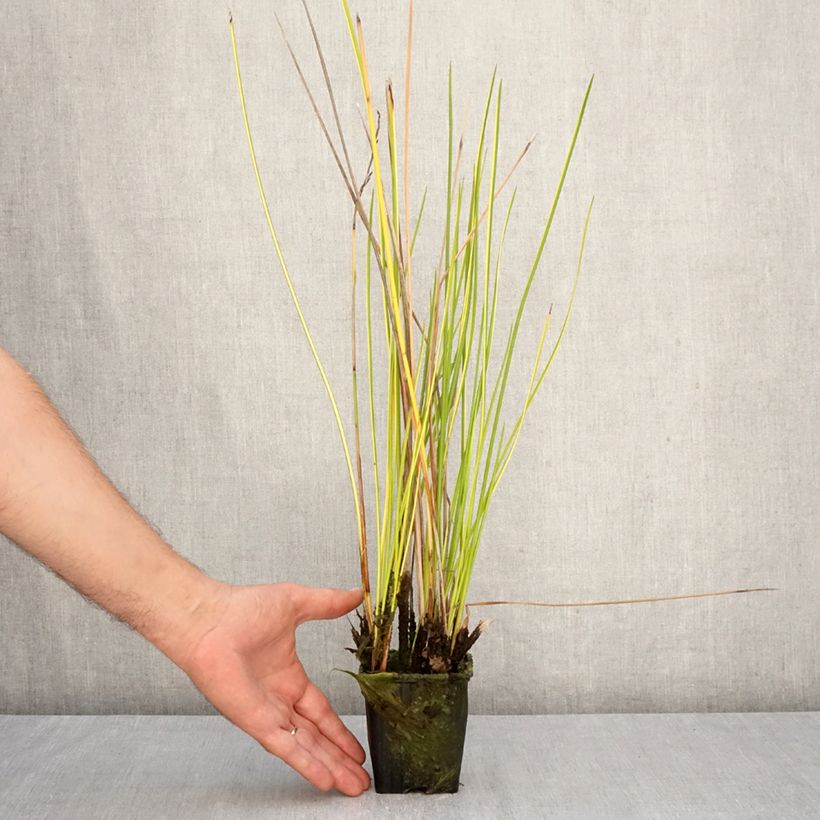 Amostra de Baumea rubiginosa Vaso de 8/9 cm tal como entregue no outono