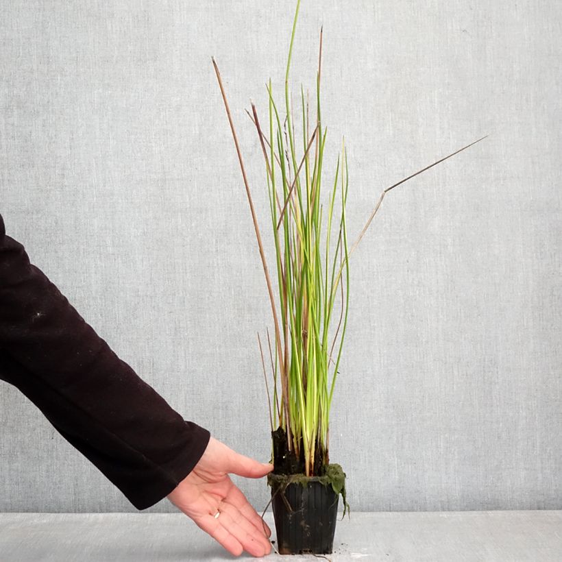 Amostra de Baumea rubiginosa - Jonc mou Vaso de 8/9 cm tal como entregue no inverno