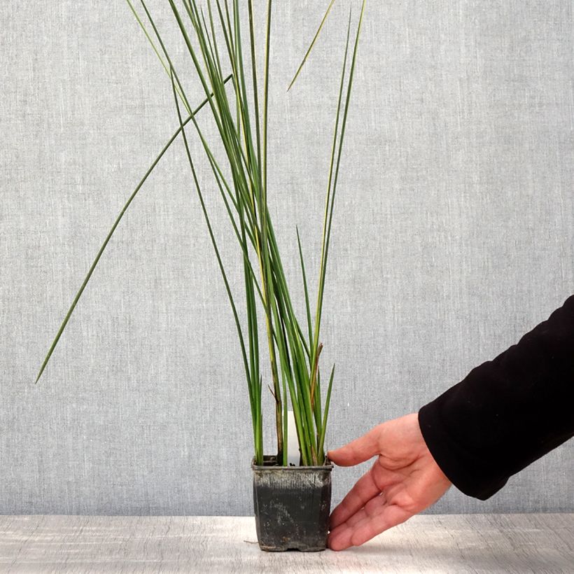 Amostra de Baumea rubiginosa Vaso de 8/9 cm tal como entregue na primavera