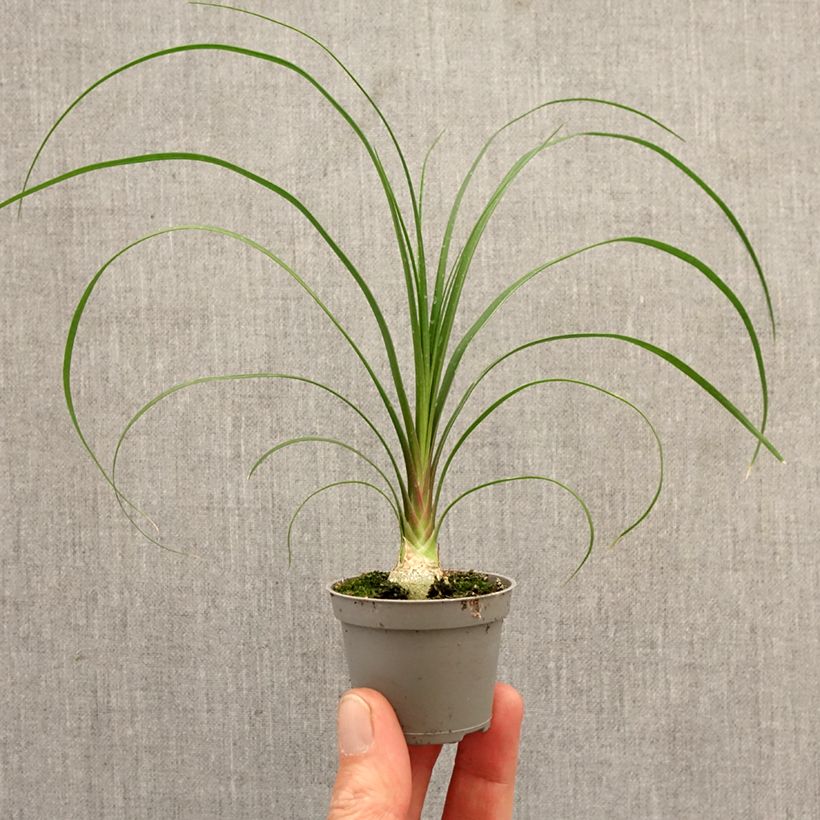 Amostra de Beaucarnea recurvata Miniplanta tal como entregue na primavera