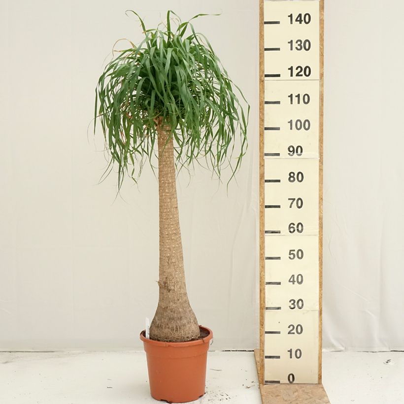 Amostra de Beaucarnea recurvata - Arbre bouteille ou Pied d'éléphant  Vaso de 7,5 L/10 L tal como entregue no verão