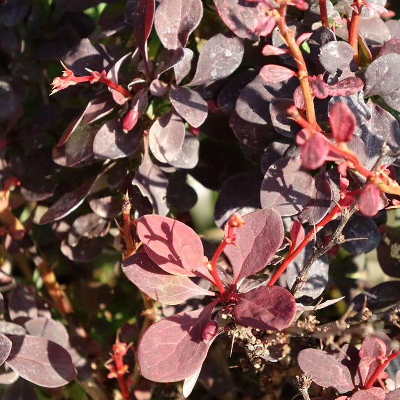 Berberis thunbergii Red Rocket (Folhagem)
