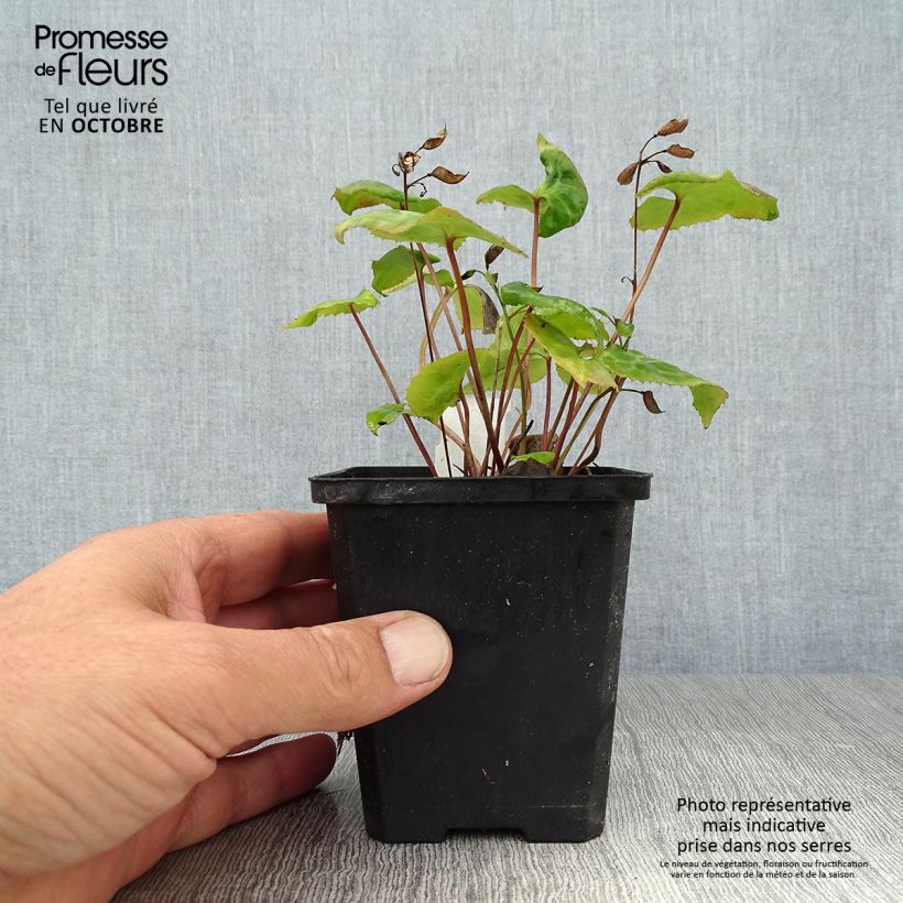 Amostra de Beesia calthifolia Vaso de 8/9 cm tal como entregue no outono