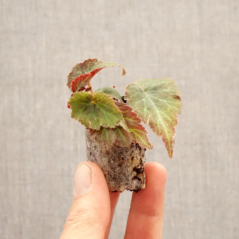 Amostra de Begónia Bellissa Vermelho Mini-torrão Ø 3/4 cm tal como entregue na primavera