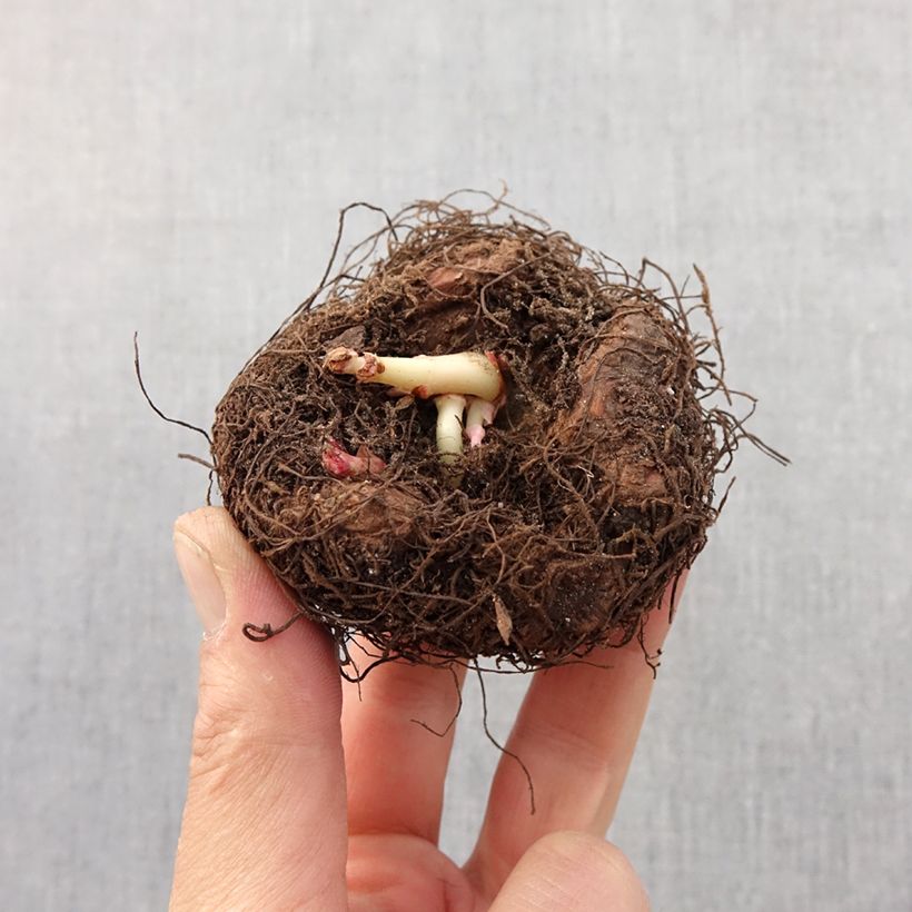 Amostra de Begónia Tuberhybrida Bertini Bulbo Calibre 6/7 tal como entregue na primavera