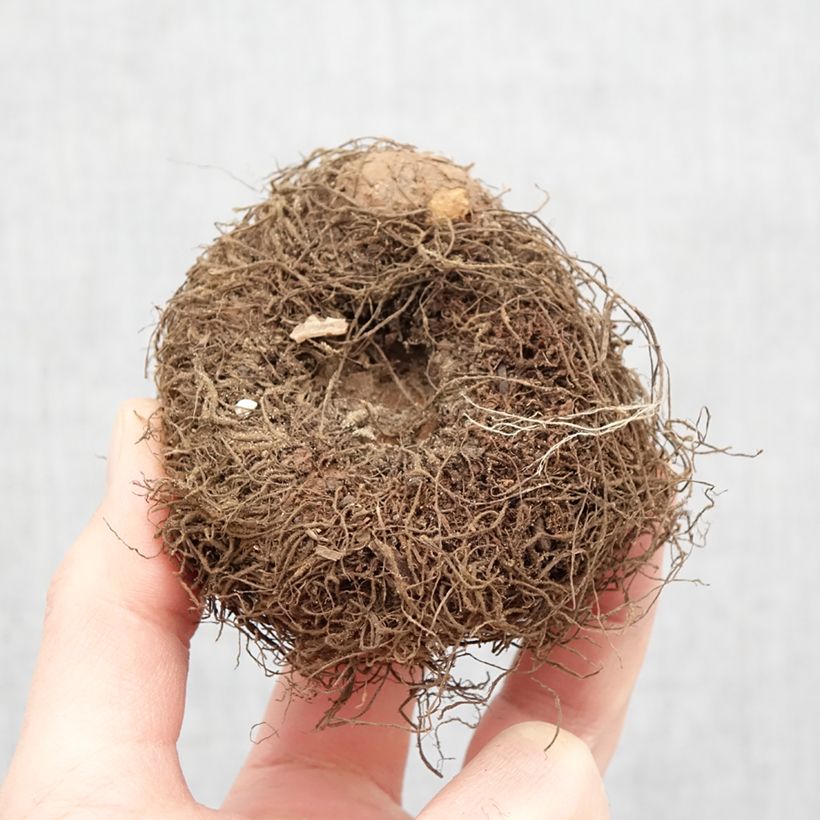 Amostra de Begonia boliviensis San Francisco - Bégonia retombant Bulbe Kaliber/Größe 24+ tal como entregue na primavera