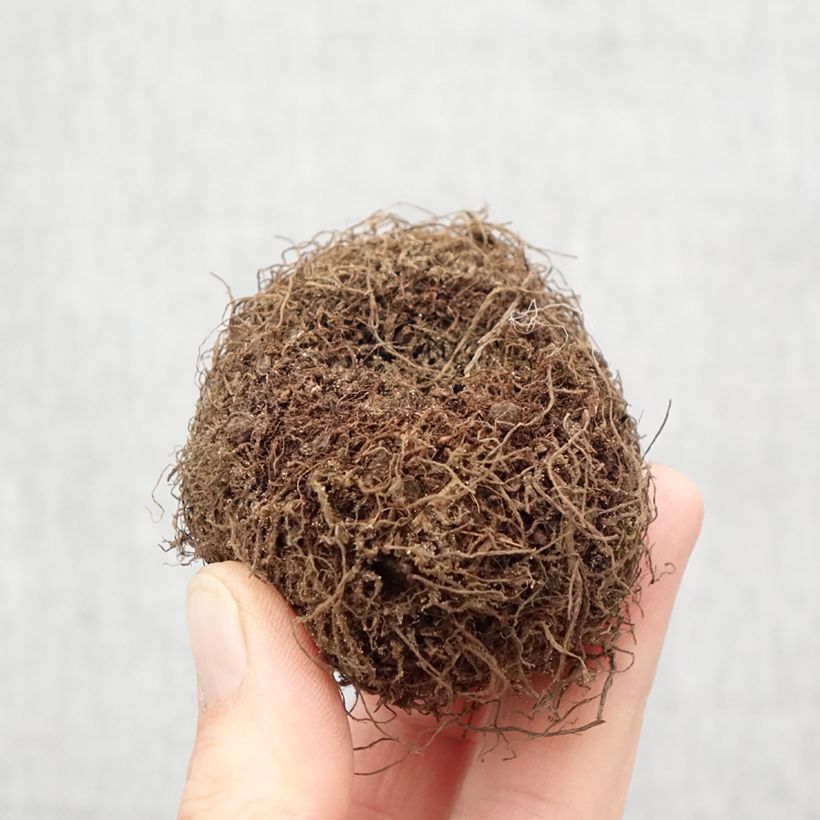 Amostra de Begonia boliviensis Santa Barbara - Bégonia retombant Bulbe Kaliber/Größe 24+ tal como entregue na primavera