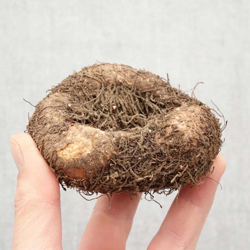 Amostra de Begonia boliviensis Santa Cruz - Bégonia retombant Bulbe Kaliber/Größe 24+ tal como entregue na primavera