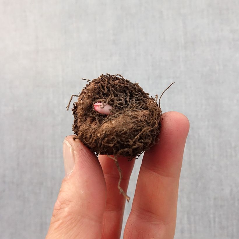 Amostra de Begonia crispa Marginata White-Red Bulbo size 5+ tal como entregue na primavera