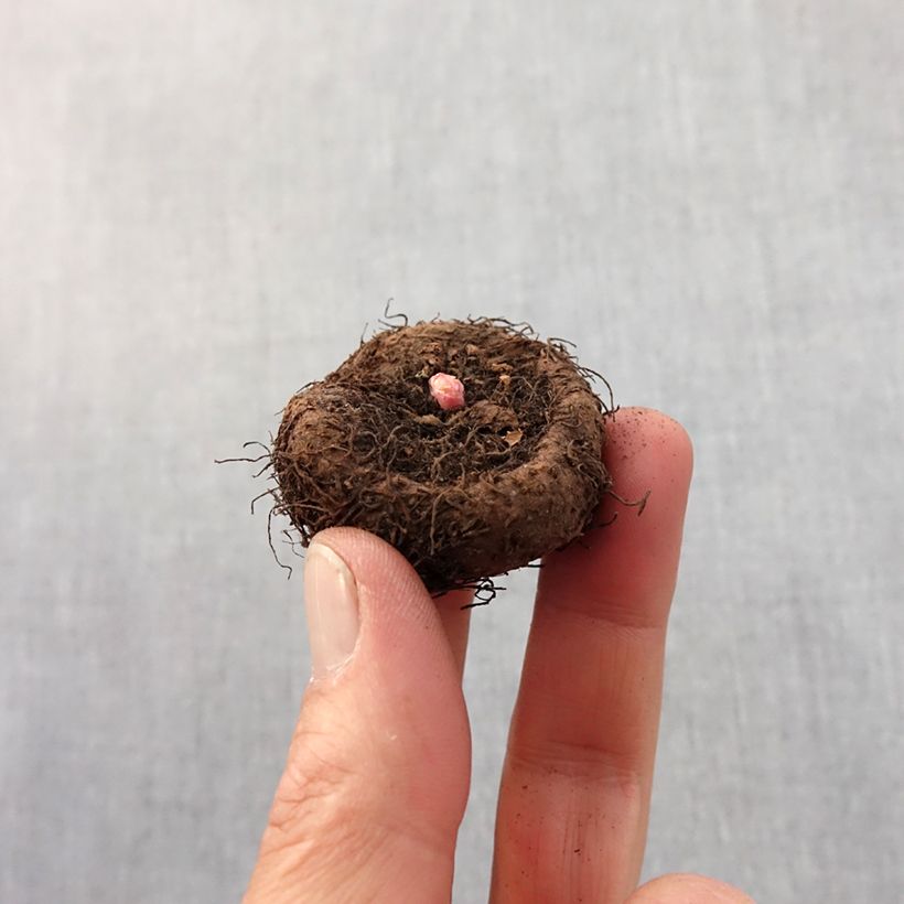 Amostra de Begonia crispa marginata Yellow-Red Bulbo size 5+ tal como entregue na primavera