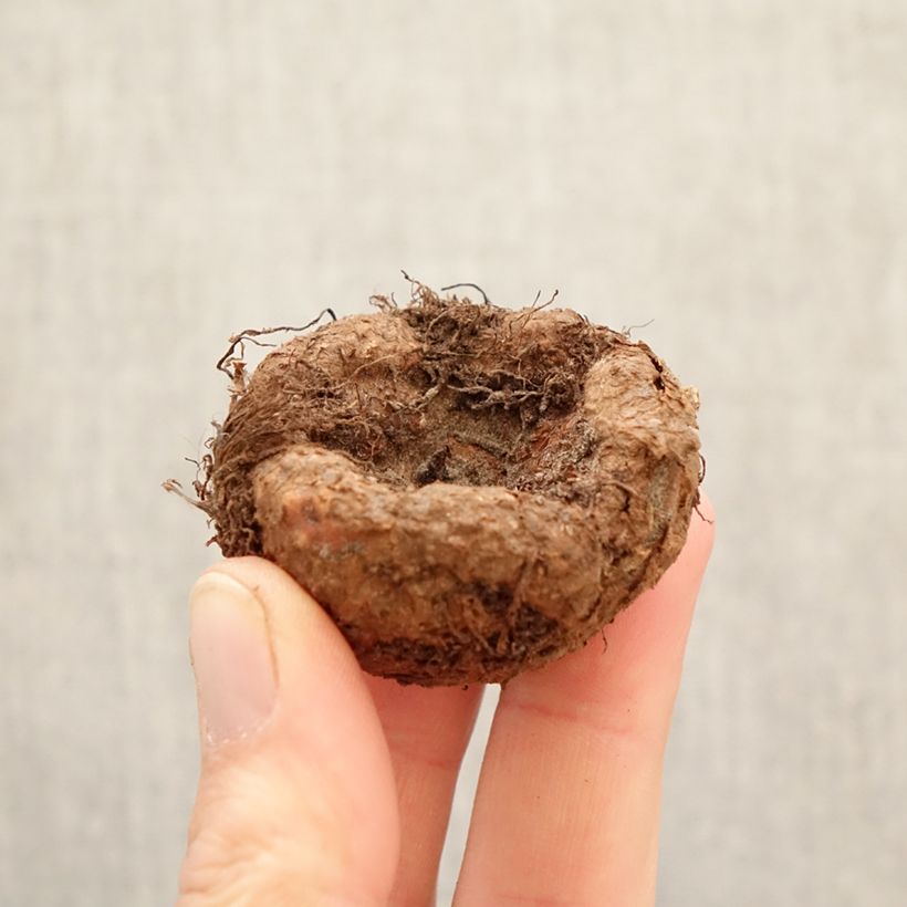 Amostra de Begónia tuberosa Camelia Bulbo Calibre 5+ tal como entregue na primavera