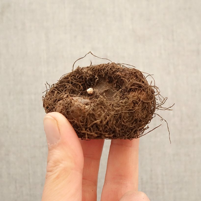 Amostra de Begónia tuberosa Copper Bulbo Calibre 6+ tal como entregue na primavera