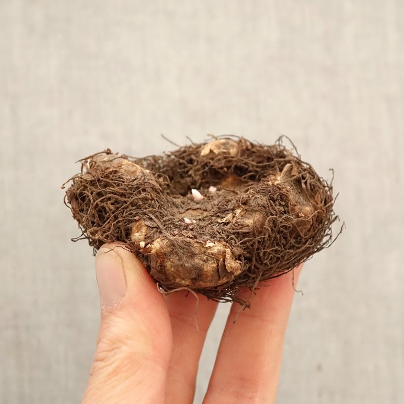 Amostra de Begónia tuberosa Dark red Bulbo Calibre 6+ tal como entregue na primavera