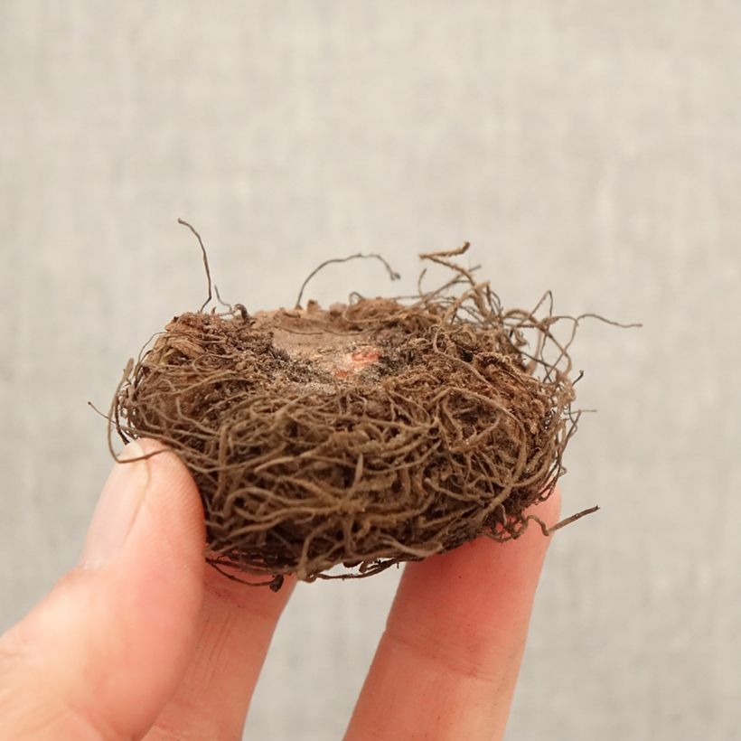 Amostra de Begónia tuberosa Non Stop Apricot Bulbo Calibre 5+ tal como entregue na primavera