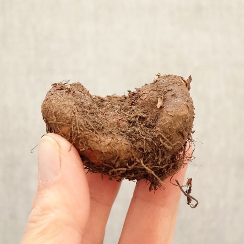 Amostra de Begónia tuberosa Non Stop Goldorange Bulbo Calibre 5+ tal como entregue na primavera