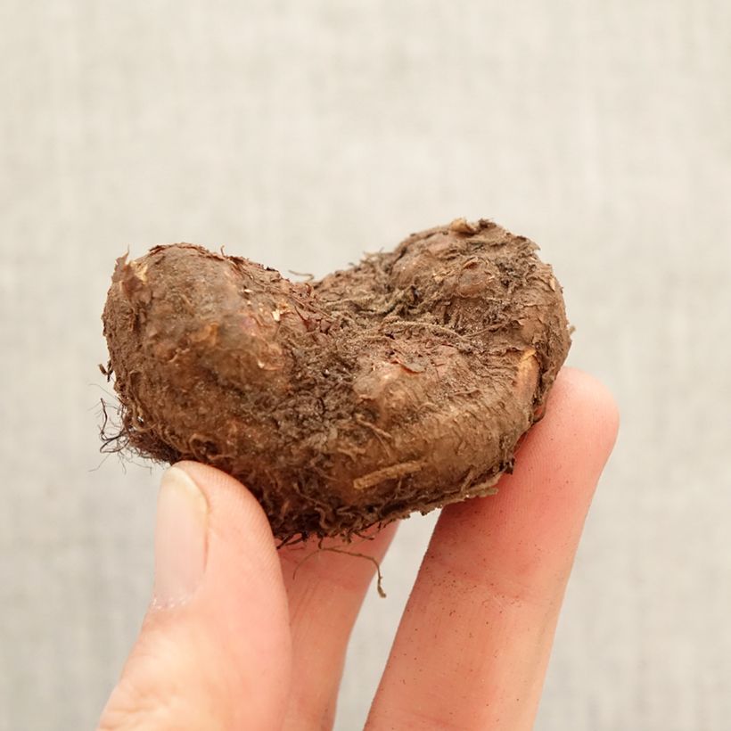 Amostra de Begónia tuberosa Non Stop Pink Bulbo Calibre 5+ tal como entregue na primavera