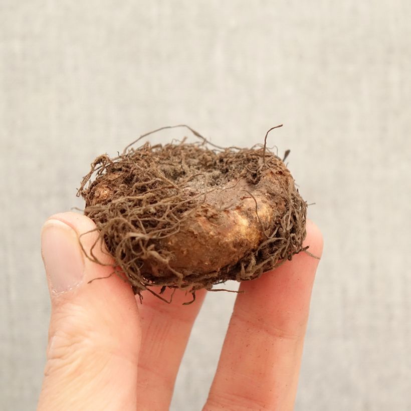 Amostra de Begónia tuberosa Nonstop Scarlet Bulbo Calibre 5+ tal como entregue na primavera