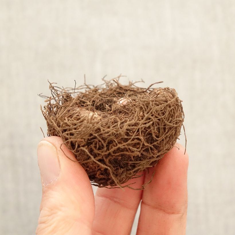 Amostra de Begónia tuberosa Non Stop White Bulbo Calibre 5+ tal como entregue na primavera