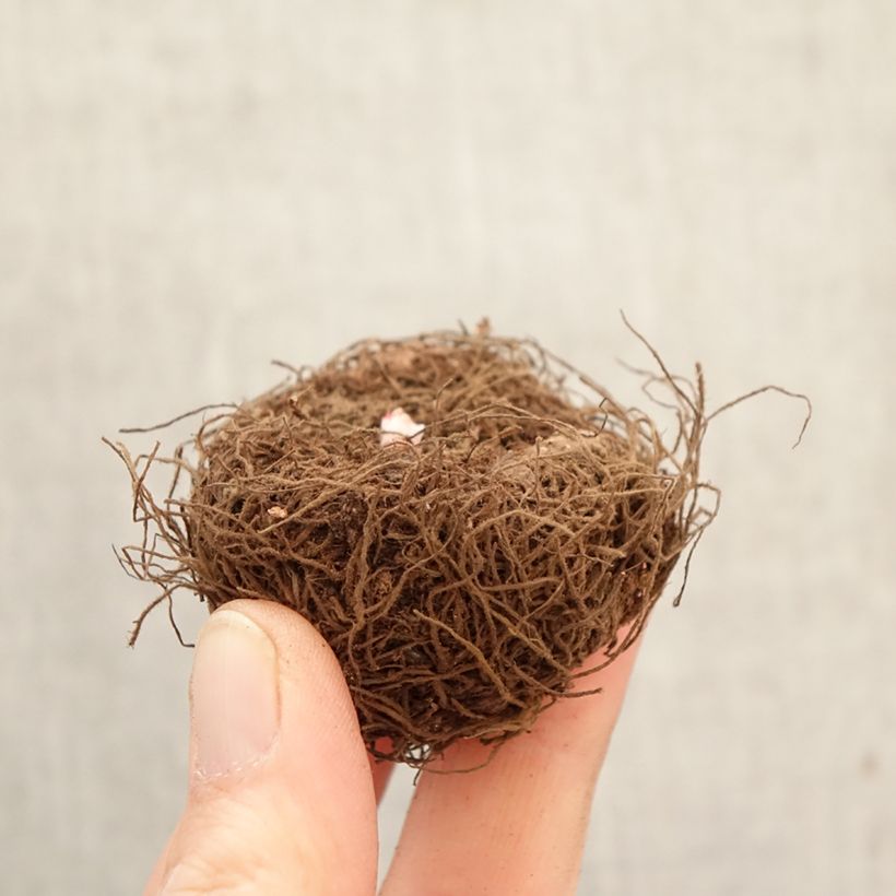 Amostra de Begónia tuberosa Non Stop Yellow Bulbo Calibre 5+ tal como entregue na primavera