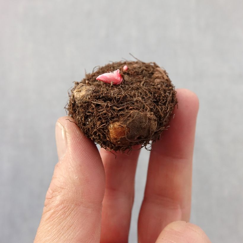 Amostra de Begonia double pastel en mélange Bulbo size 4+ tal como entregue na primavera