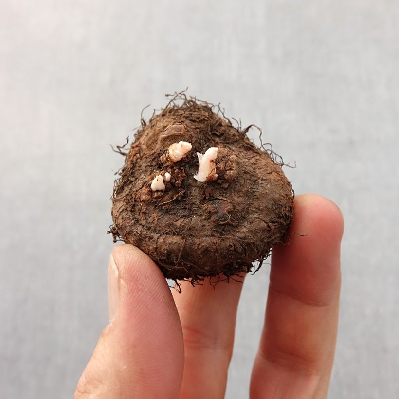 Amostra de Begonia Fimbriata Blanc Bulbe Kaliber/Größe 6+ tal como entregue na primavera