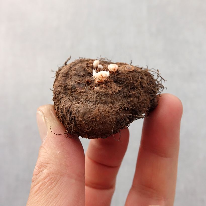 Amostra de Begonia Fimbriata Jaune Bulbe Kaliber/Größe 6+ tal como entregue na primavera