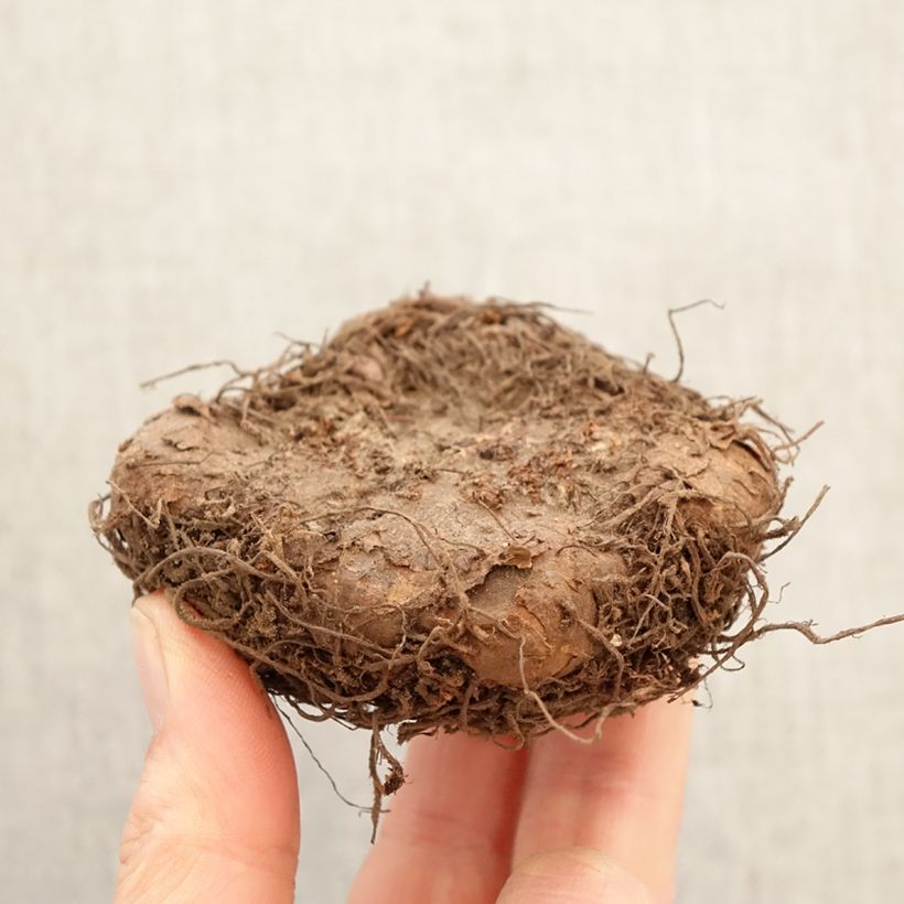 Amostra de Begónia tuberosa Fimbriata mix 6 cores Bulbo Calibre 6+ tal como entregue na primavera