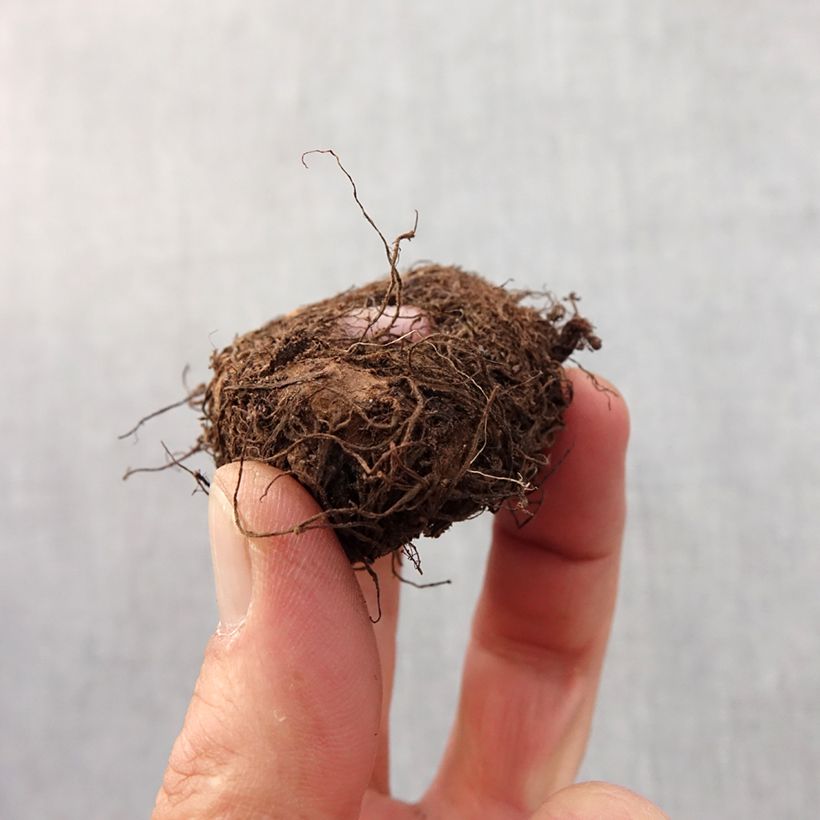 Amostra de Begonia Fimbriata Rose Bulbe Kaliber/Größe 6+ tal como entregue na primavera