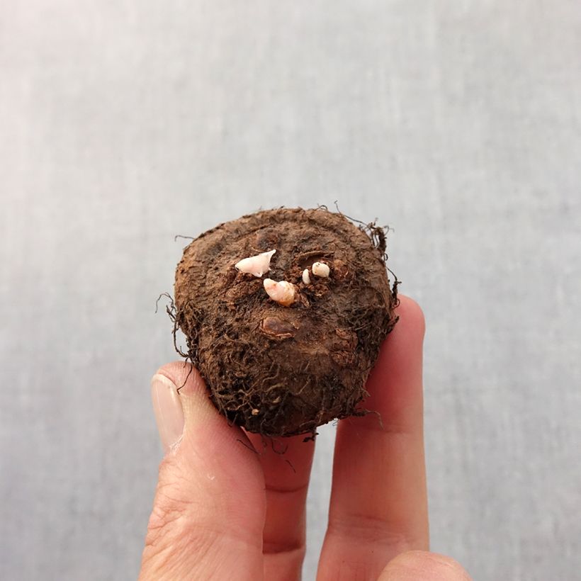 Amostra de Begonia Fimbriata Rouge Bulbe Kaliber/Größe 6+ tal como entregue na primavera