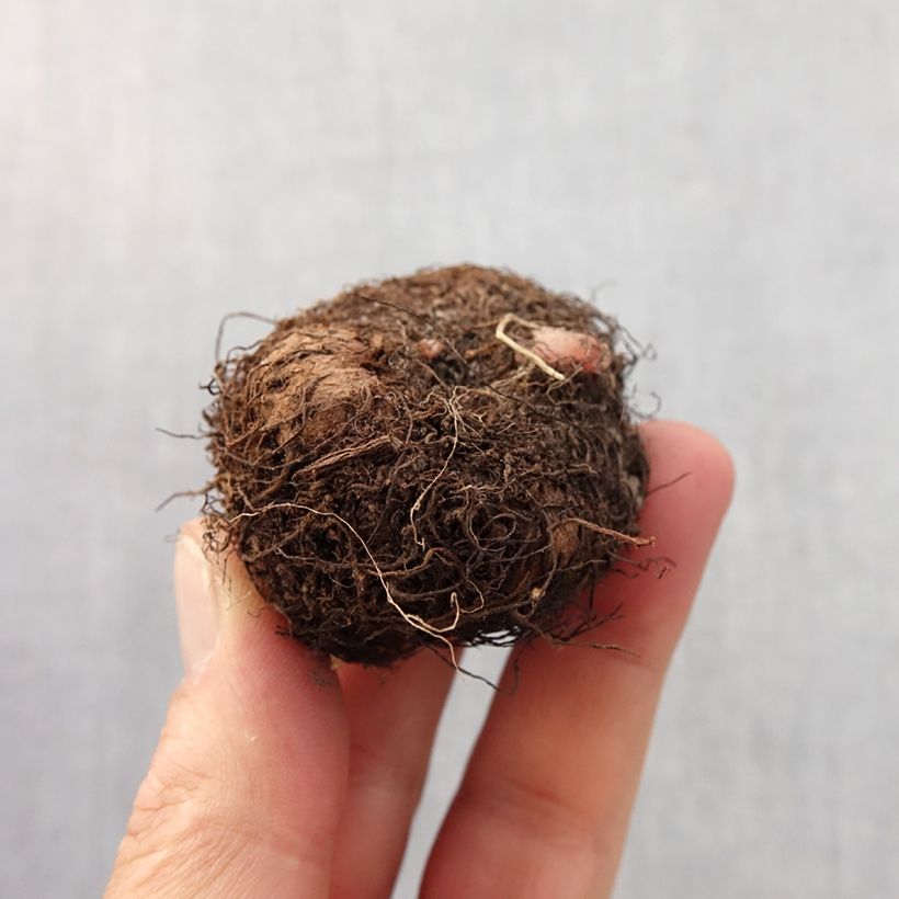 Amostra de Begonia Grandiflora Blanc Bulbo size 6+ tal como entregue na primavera