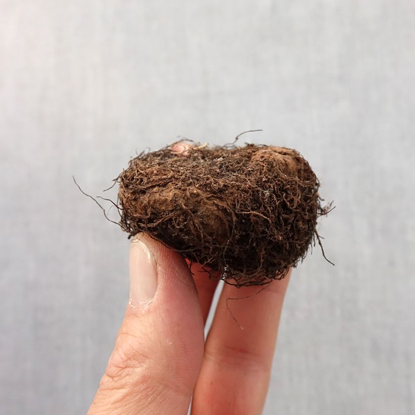 Amostra de Begonia Grandiflora Jaune Bulbo size 6+ tal como entregue na primavera