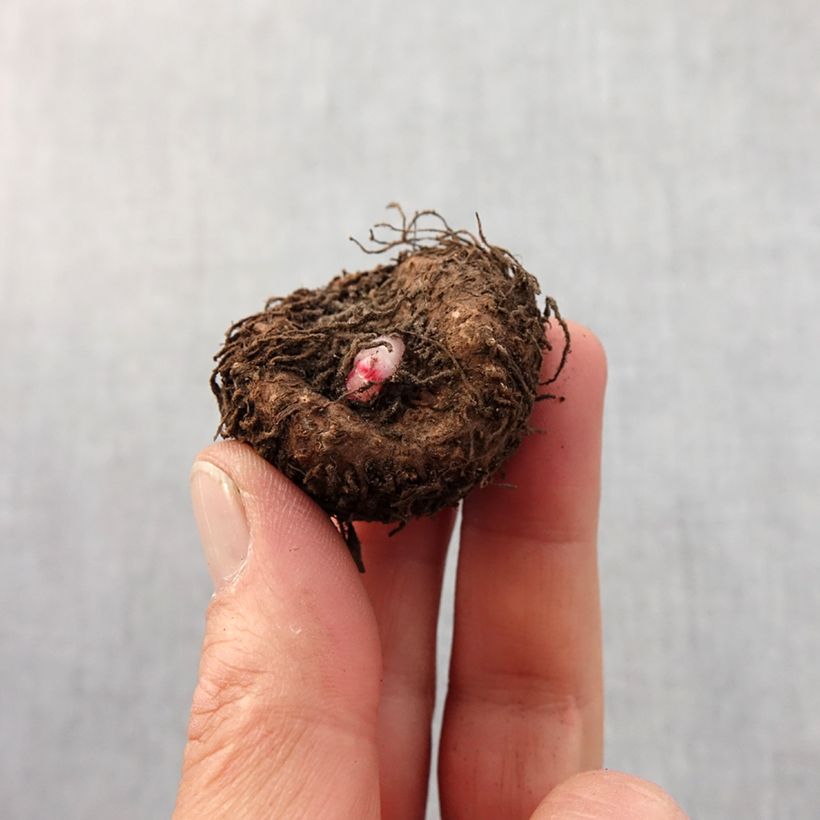 Amostra de Begonia grandiflora Picotee blanc rouge Bulbo size 5+ tal como entregue na primavera