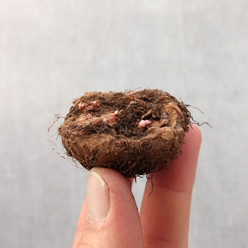 Amostra de Begonia Grandiflora Rouge Bulbo size 4+ tal como entregue na primavera