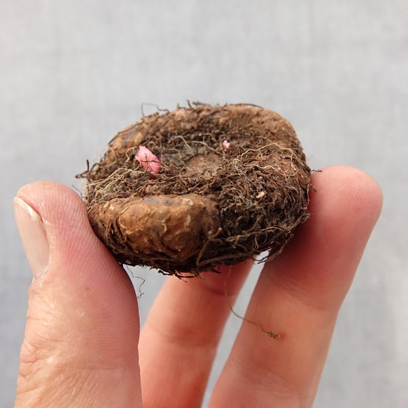 Amostra de Begonia Grandiflora Saumon Bulbo size 7+ tal como entregue na primavera