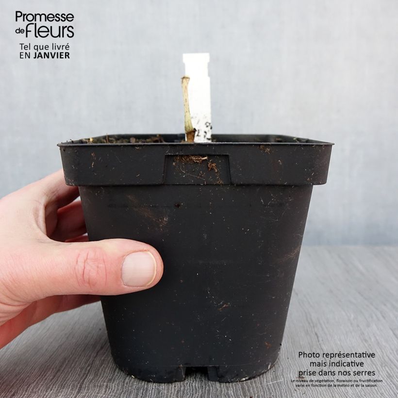 Amostra de Begónia grandis subsp. evansiana Vaso de 2 L/3 L tal como entregue no inverno