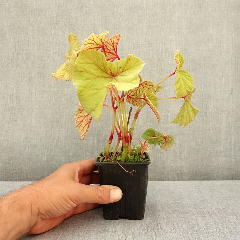 Amostra de Begonia grandis subsp. evansiana var. alba Vaso de 8/9 cm tal como entregue no verão