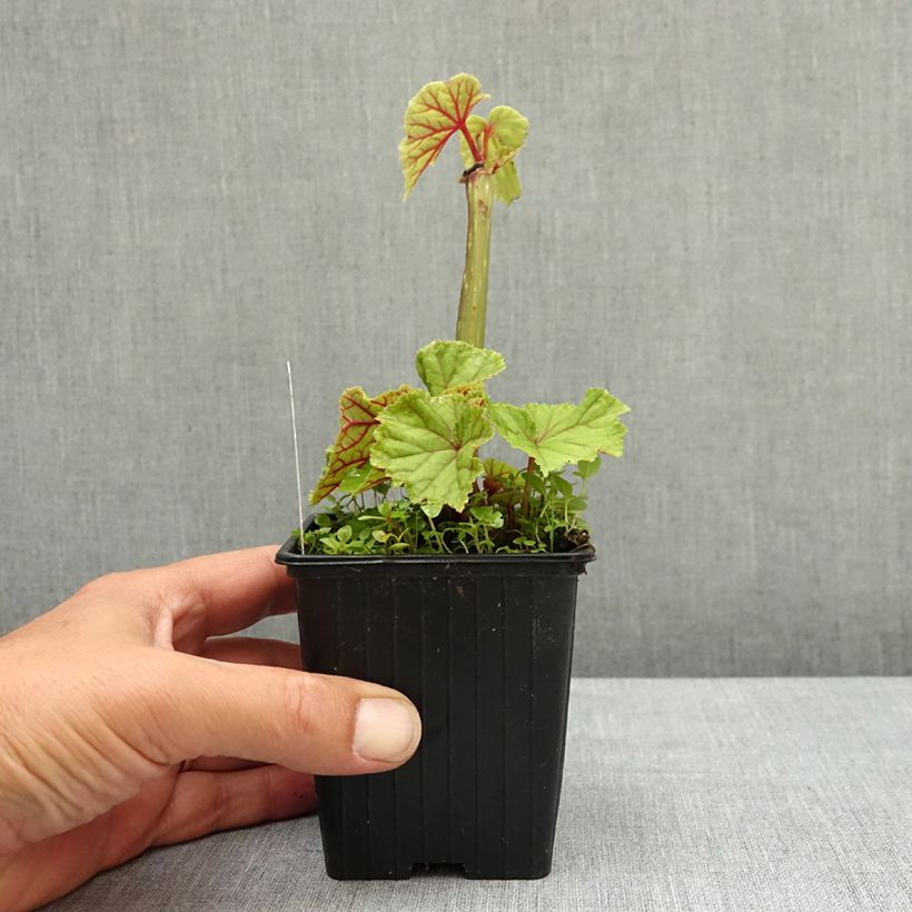 Amostra de Begonia grandis subsp. evansiana var. alba Vaso de 8/9 cm tal como entregue na primavera