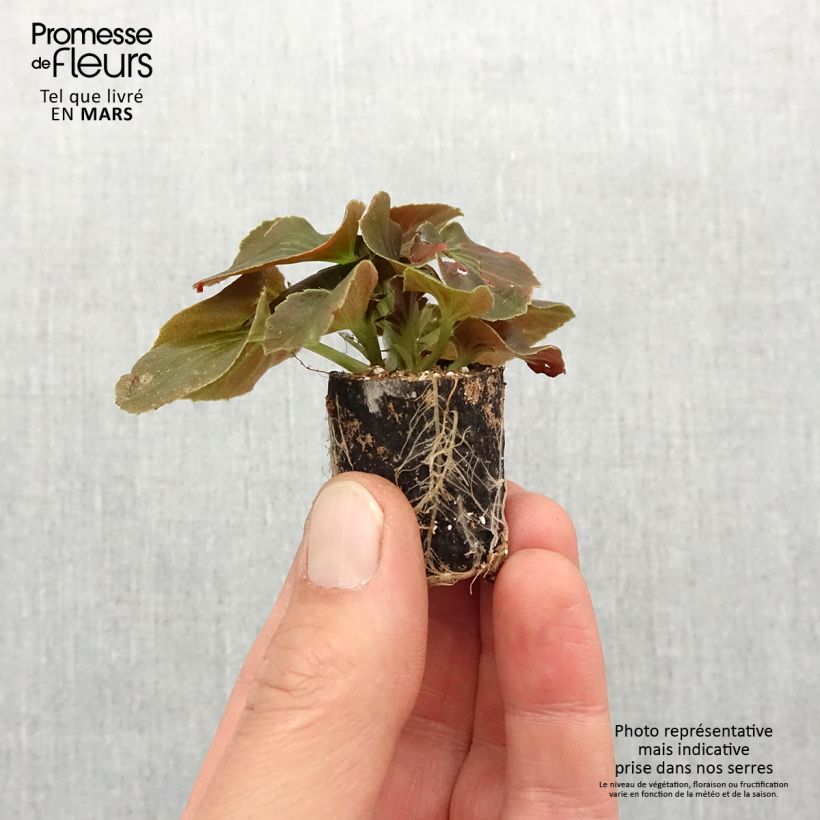 Amostra de Bégonia Gumdrop Coco Red  Mini-motte Ø 1,5/2,5 cm tal como entregue na primavera