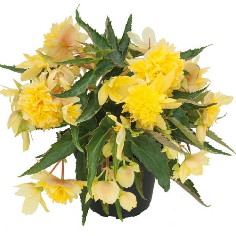 Begónia Belleconia Citrus (Hábito)
