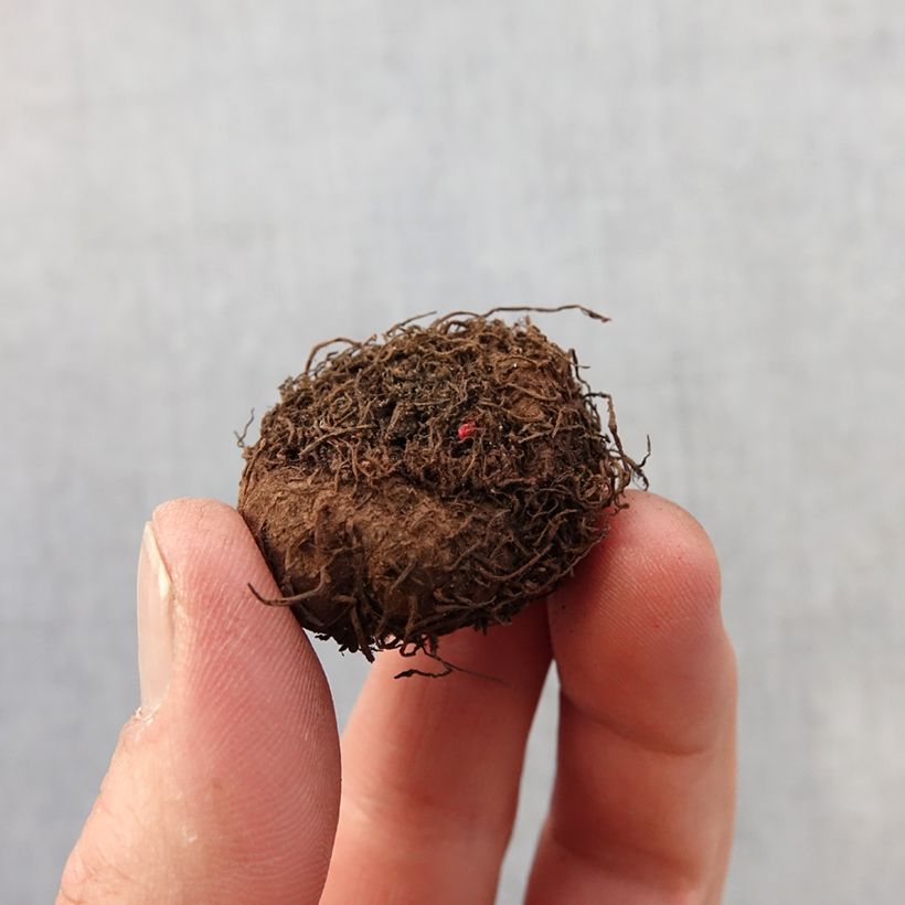 Amostra de Begonia multiflora Flamboyant Bulbo size 2,5/5 tal como entregue na primavera