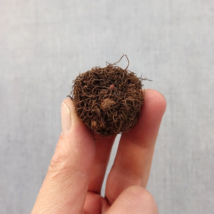 Amostra de Bégonia multiflora Helene Harms Bulbo size 2,5/5 tal como entregue na primavera