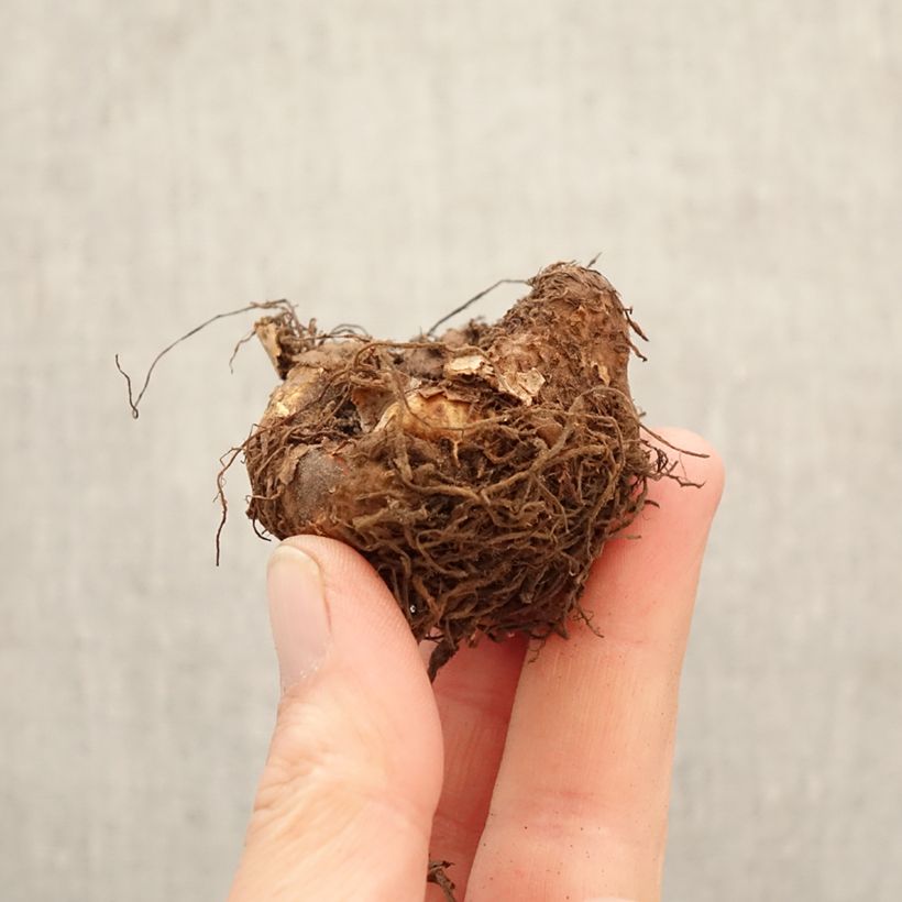 Amostra de Begónia tuberosa Multiflora Maxima Rosa Bulbo Calibre 5+ tal como entregue na primavera