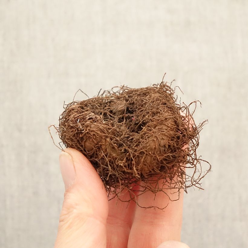 Amostra de Begónia tuberosa Multiflora Maxima Branco Bulbo Calibre 5+ tal como entregue na primavera