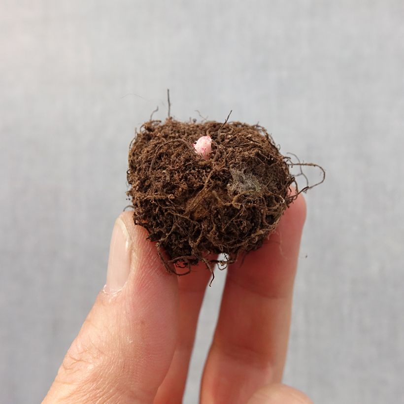 Amostra de Begonia Non Stop en mélange Bulbo size 4+ tal como entregue na primavera