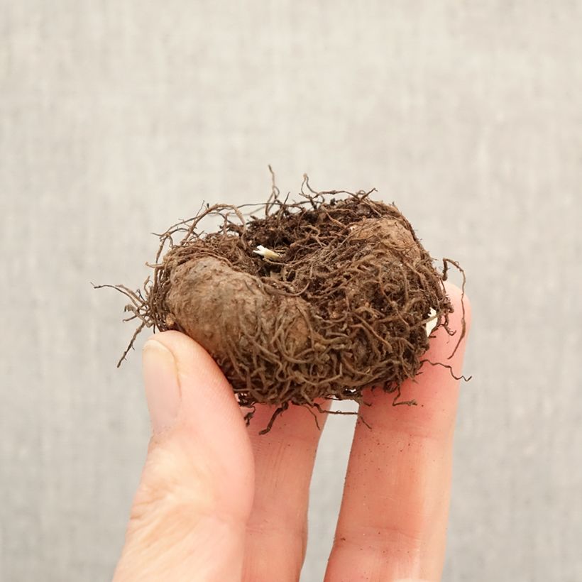 Amostra de Begónia tuberosa Angelique Bulbo Calibre 5+ tal como entregue na primavera