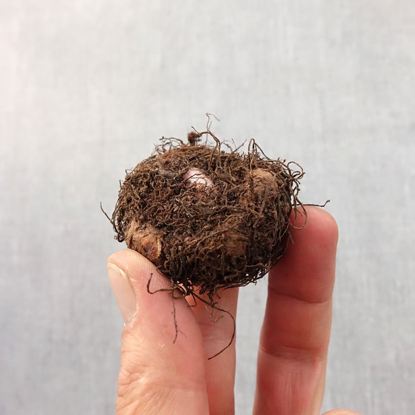 Amostra de Begonia pendula Blanc - Bégonia retombant Bulbo size 6+ tal como entregue na primavera