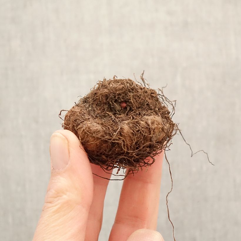 Amostra de Begónia tuberosa Pendula mix Colour Bulbo Calibre 5+ tal como entregue na primavera