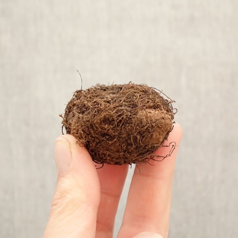 Amostra de Begónia tuberosa Cascade Orange Bulbo Calibre 5+ tal como entregue na primavera